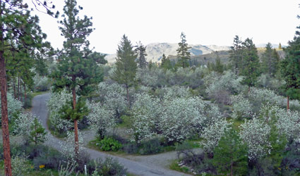 Western serviceberries (Amelanchier alnifolia) Alta Lake State Park WA