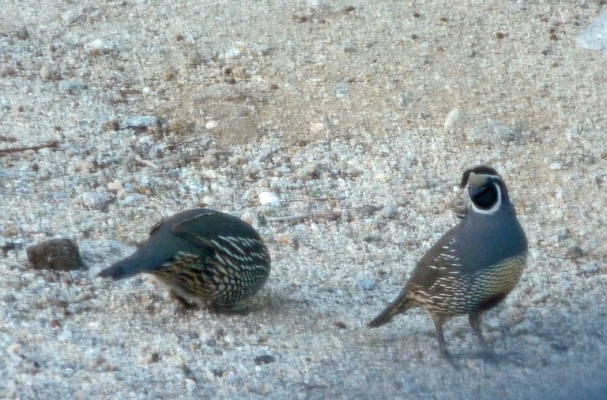 California Quail Agua Caliente