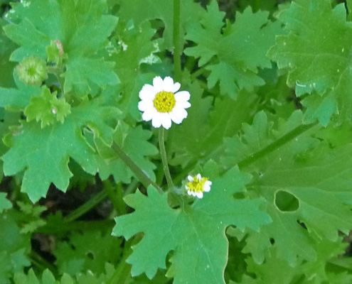 Unknown desert daisy