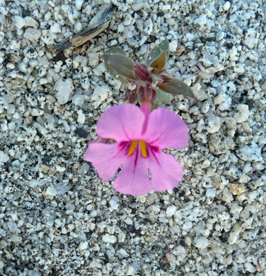 Bigelow’s Mimulus (Mimulus bigelovii)