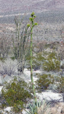 Agave buds ready to open