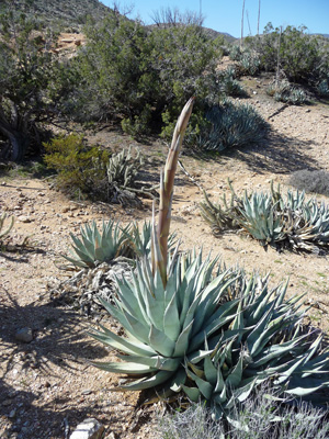 Agave flower stem Ghost Mt trail