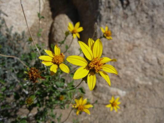 Brittlebush flowers