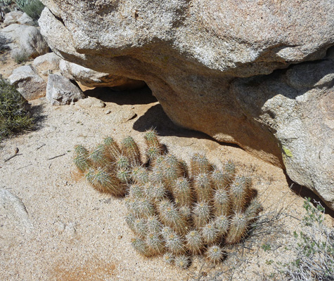 Hedgehog Cactus