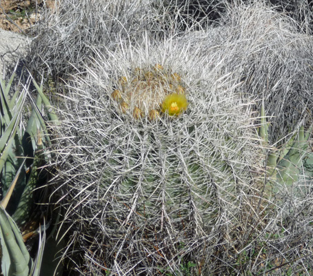 Barrel cactus coming into bloom