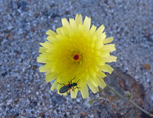 Desert Dandelions (Malacothrix glabrata)