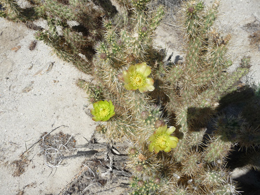 Golden Cholla blooms