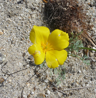 Desert Poppies (Eschscholzia glyptosperma)