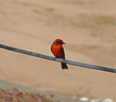 Vermillion flycatcher