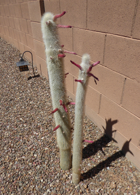 Silver Torch Cactus