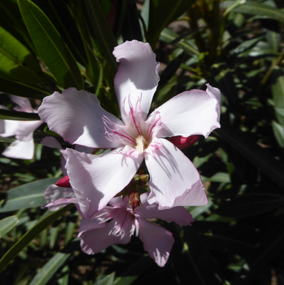 pink oleander