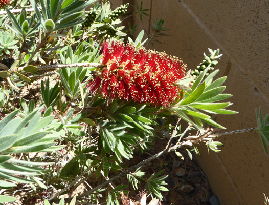 Dwarf bottlebrush flower