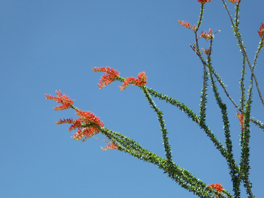 Ocotillo in bloom