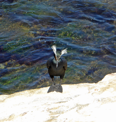 Double Crested Cormorant