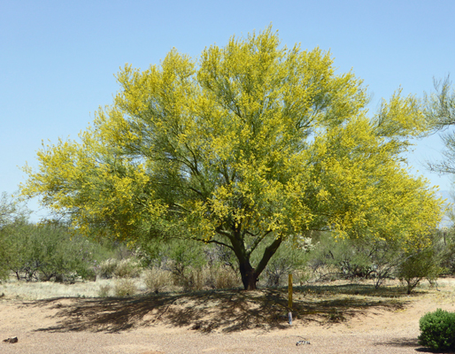 Palo Verde in bloom