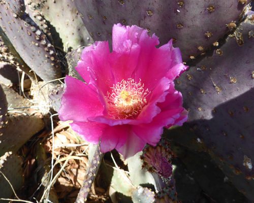 Beavertail cactus in bloom