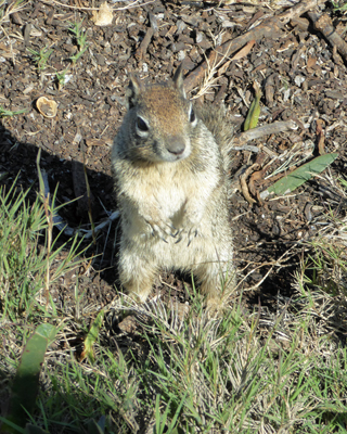 California ground squirrel