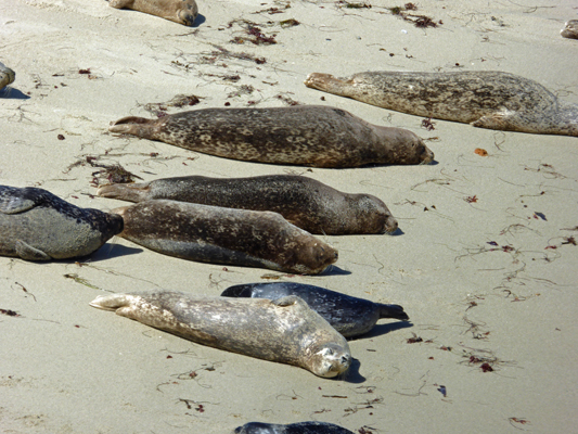 Harbor Seals La Jolla