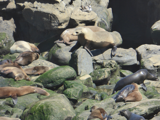 Sea Lions La Jolla