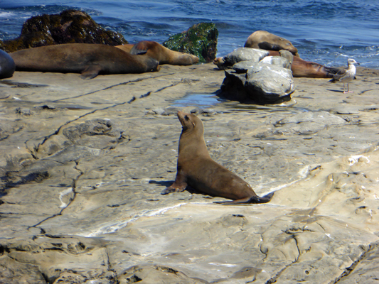 Sea Lion on rocks