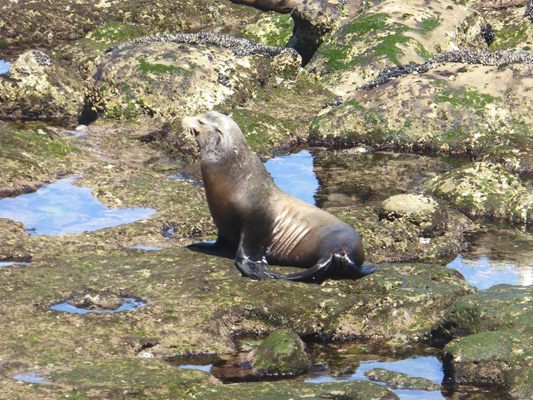 Sea Lion