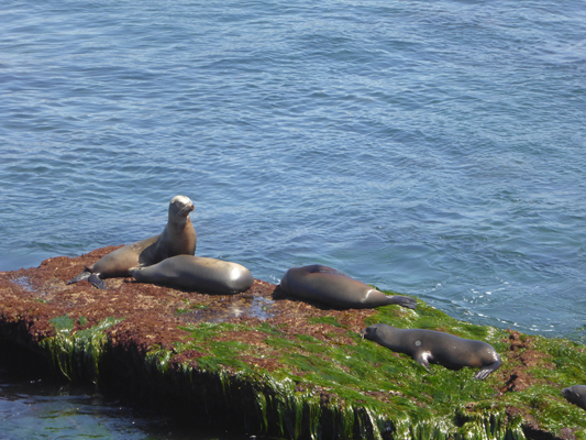 Sea lions on rocks