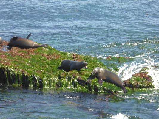 Sea lions barking