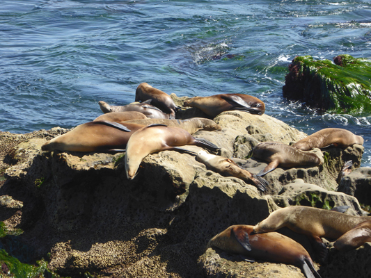 Sea lions lolling on rocks