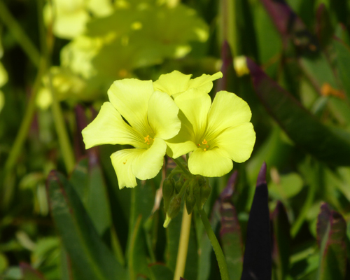 oxalis (Oxalis californica)