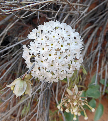 Snowball Sand-verbena (Abronia fragrans)