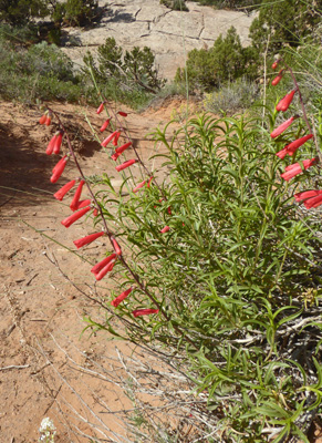 Eaton’s Penstemon (Penstemon eatonii)