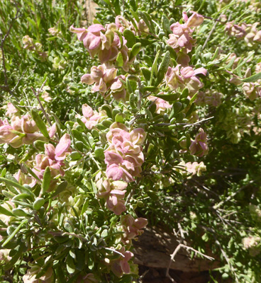 Spiny Hopsage (Grayia spinosa)