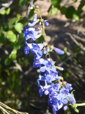 Bluestem Penstemon (Penstemon cyanocaulis)