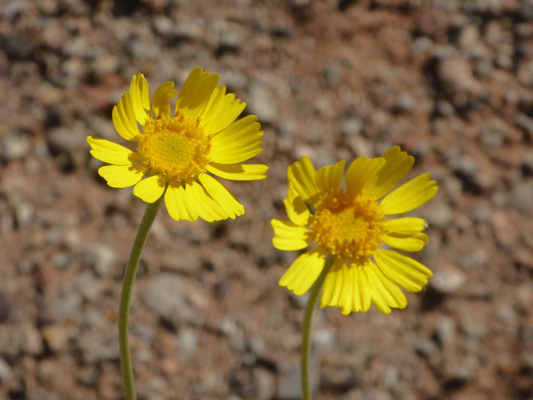 Ives' Fournerved Daisy (Tetraneuris ivesiana)