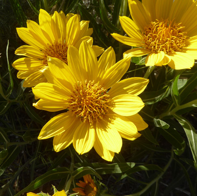 Rough Mulesears (Wyethia scabra)