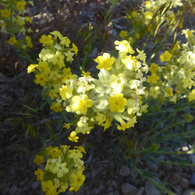 Yellow Crytanth (Cryptantha flava)