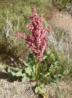 Canaigre (Rumex hymenosepalus) 