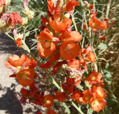 Small-leaf Globemallow (Sphaeralcea parvifolia)