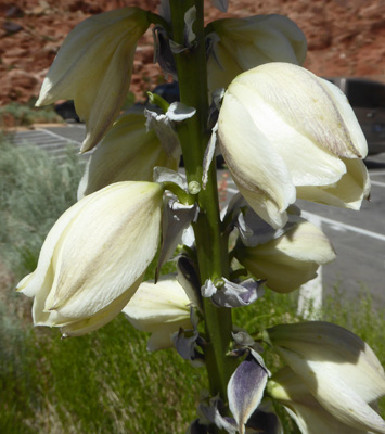 Harriman’s Yucca (Yucca harrimaniae)