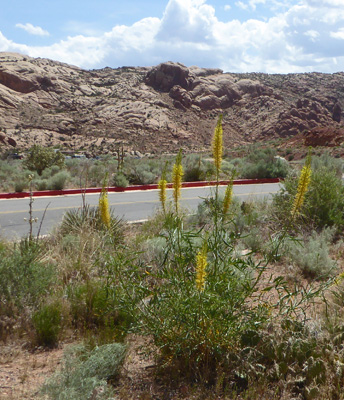 Prince's Plume (Stanleya pinnata)