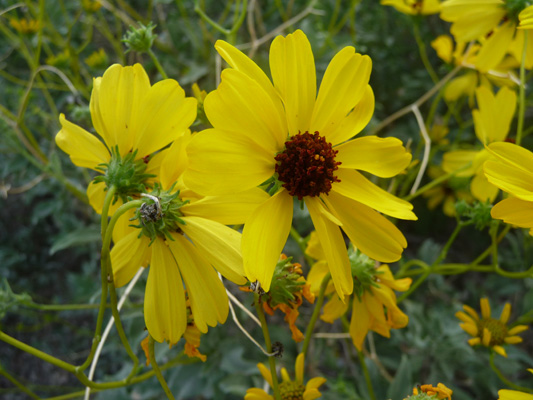 Brittlebush Organ Pipe NP