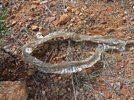 Snake skin Buenos Aires NWR