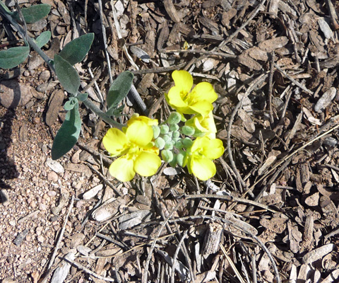 Bladderpod