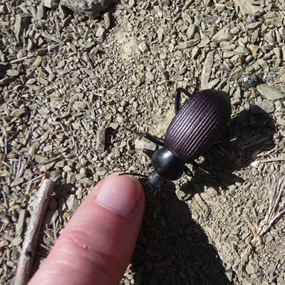 Beetle along Arivaca Cienaga Trail