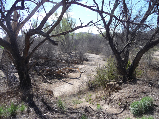 Arivaca Creek