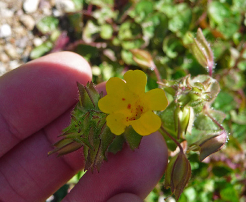 Tiny mimulus