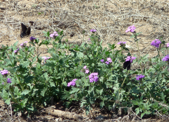 Pipevine swallowtail butterfly