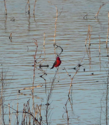 Male vermillion flycatcher Arivaca Lake AZ