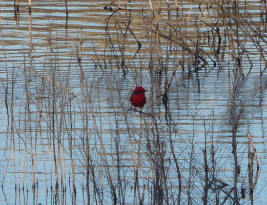 Male Vermillion Flycatcher Arivaca Lake AZ