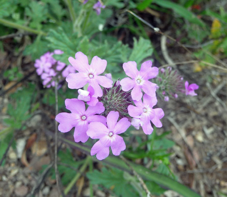 Desert Sand Verbena (Abronia villosa)